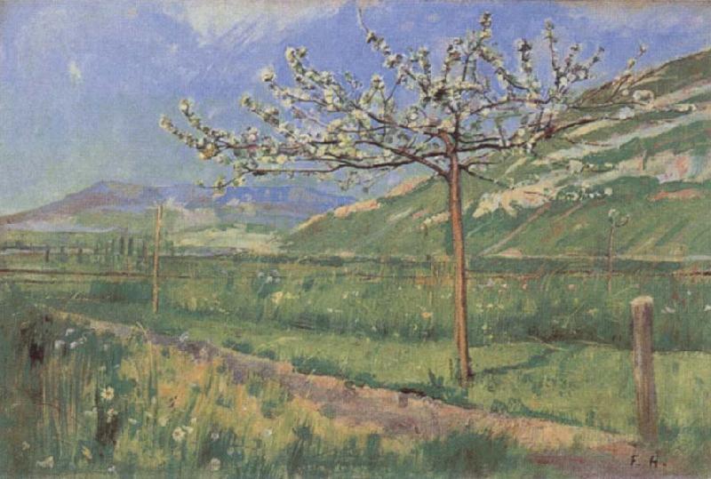 Ferdinand Hodler Apple tree in Blossom